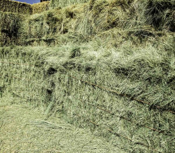 bermuda grass for sale