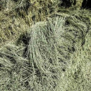 bermuda grass for sale