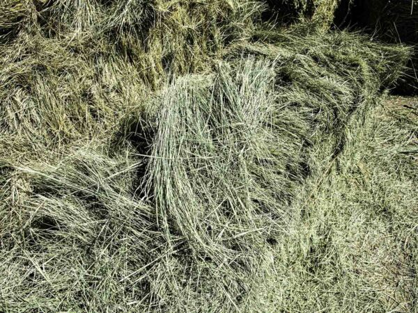 bermuda grass for sale