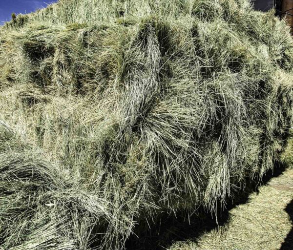 bermuda grass for sale