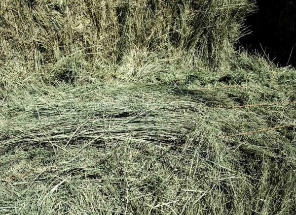 bermuda grass for sale