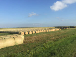 Hay bales