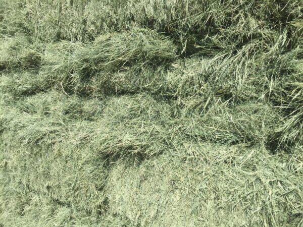 bermuda grass for sale