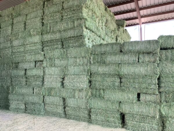 alfalfa hay