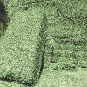 alfalfa hay