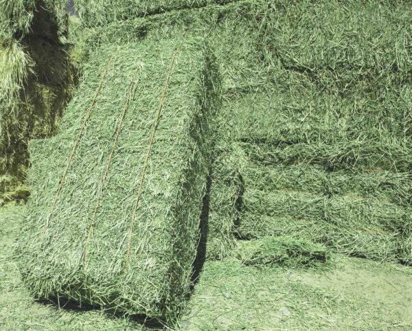 alfalfa hay