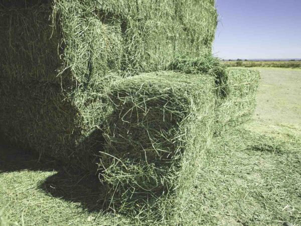 alfalfa hay for sale