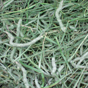 timothy hay for sale near me
