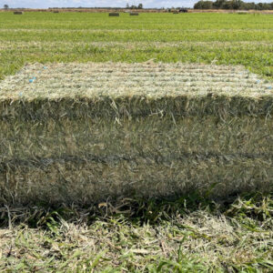 sudan hay for sale near me