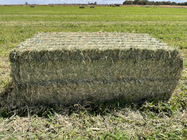 sudan hay for sale near me