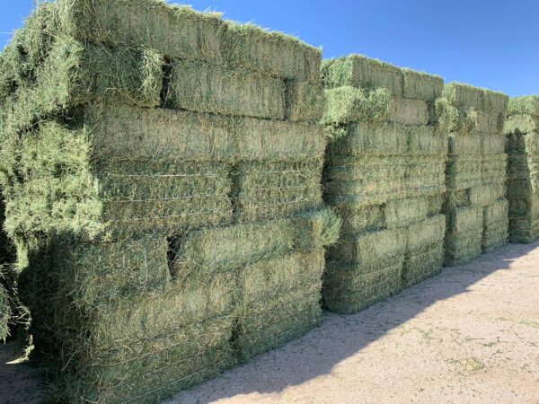 alfalfa hay