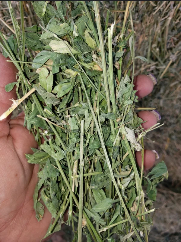 alfalfa hay for sale
